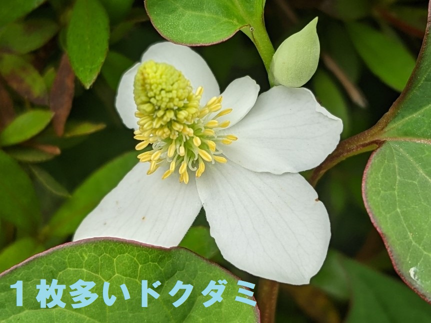 都立小金井公園 木陰などでドクダミの花が咲いています 白い 花びら は4枚が一般的ですが 中には枚数が多いものも ある気象予報士さんは5枚のドクダミを ラッキードクダミ と呼んでらっしゃいましたが 見つかるとちょっと得した気分になりますよ