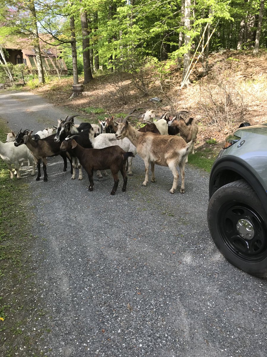 So a group of goats is called a trip. Dealing with this 16 goat trip today was a fun trip. There were some cute goats and all were friendly. Fun encounter.