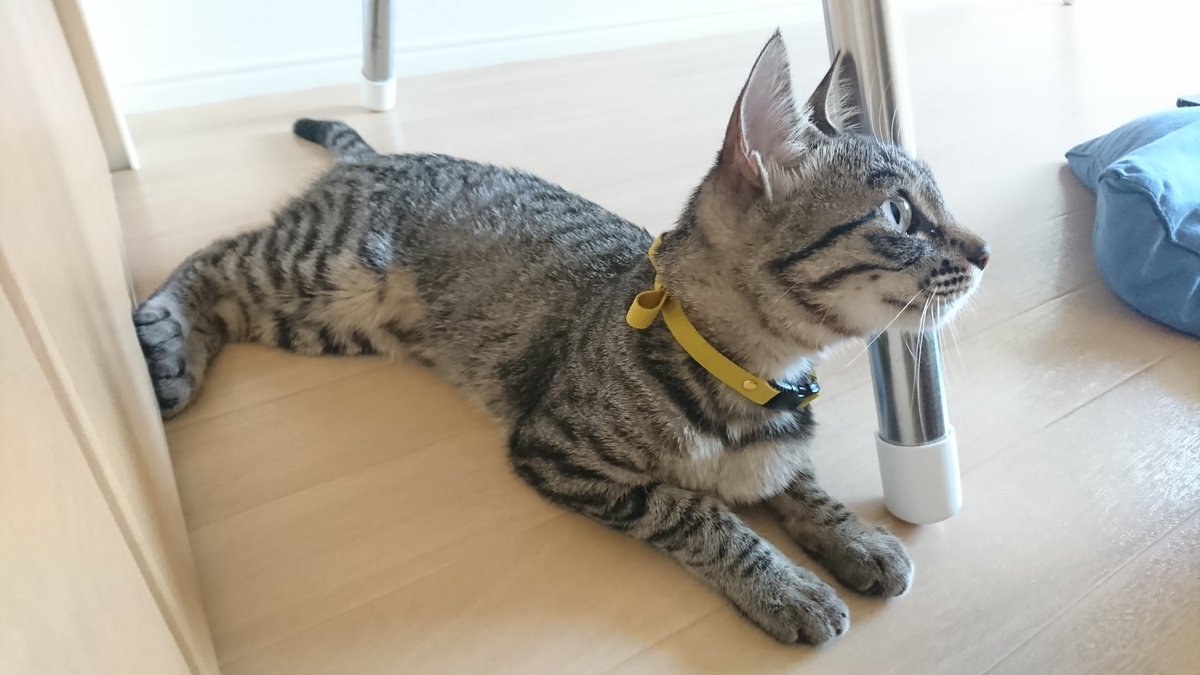 北国良人 僕猫 4巻5月27日発売 Rat0126 Twitter 北国良人 僕猫 4巻5月27日発売 Rat0126 Twitter