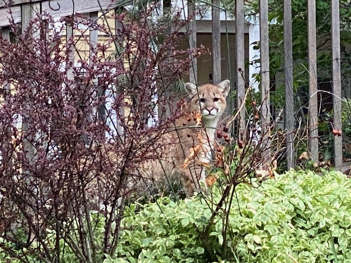 mitchellbyars's tweet photo. Meanwhile in #Boulder: KITTEH 
(pic via reader Nate) https://t.co/qISncLT0hA