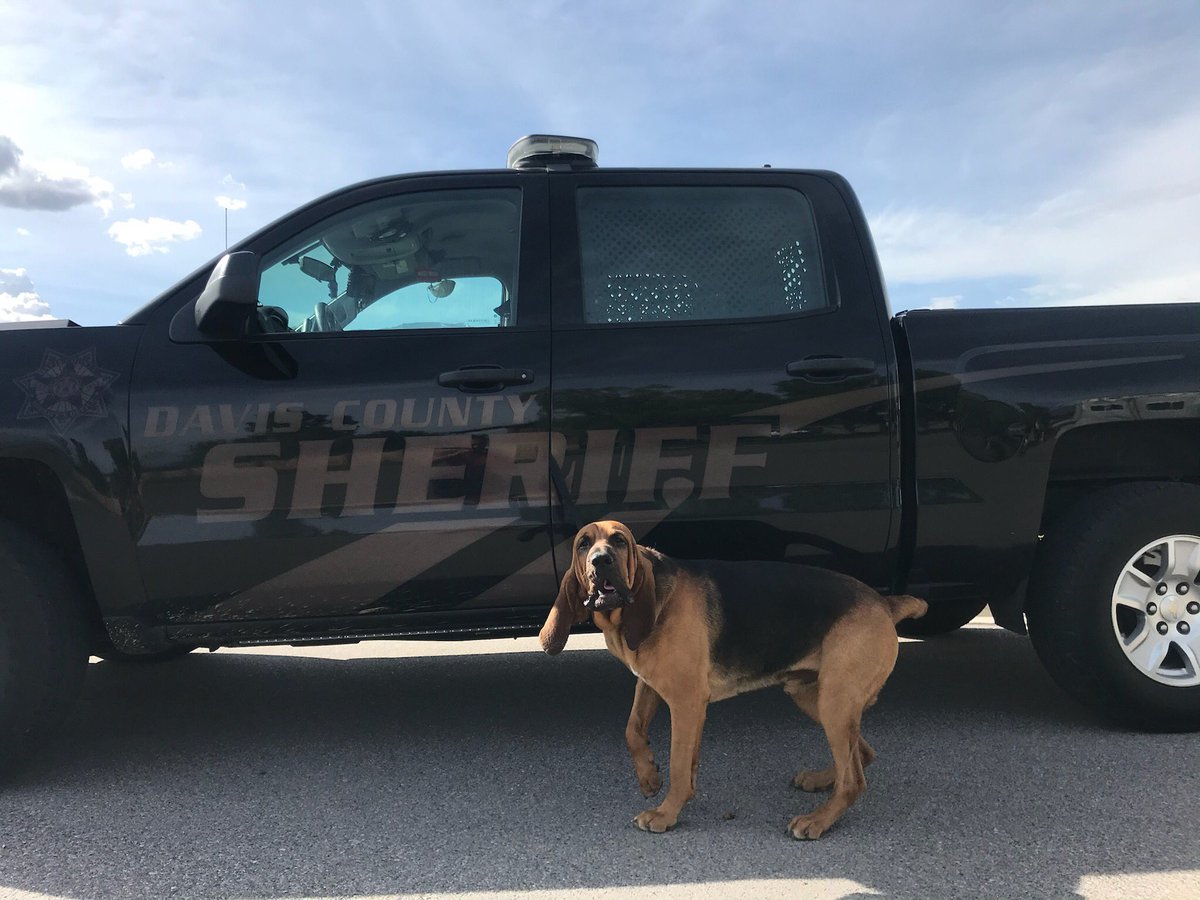brian_schnee's tweet photo. GOOD DOG! 🐕 

@DavisSheriffUT K-9 Loki came up BIG early this morning by locating a wanted suspect who was pursued by police and took off running! https://t.co/tgSUt3MBlz
