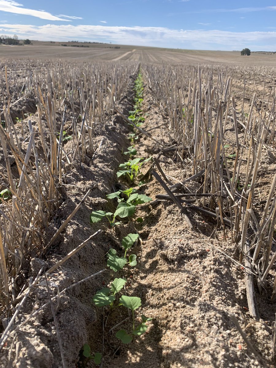 New short season @NuseedAustralia variety NCH567 racing away, emerged 10th May #bushchook <a href="/m_hickey90/">Michael Hickey</a>