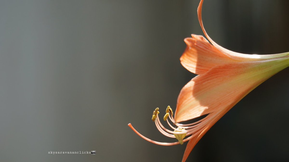 sky_saravanan's tweet photo. #sony #a6000 #skysaravananclicks https://t.co/T8bFCAgOA6