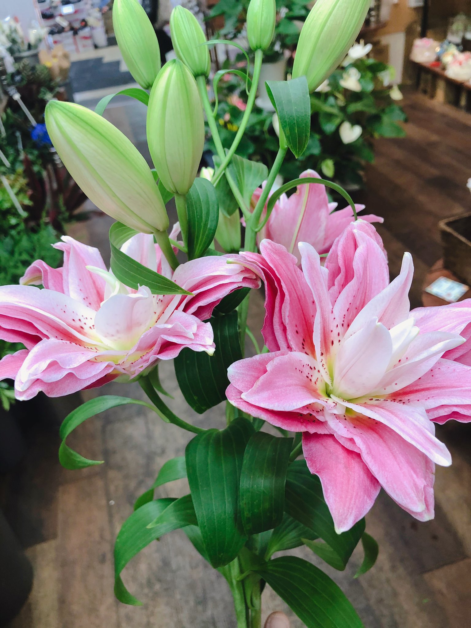 黒沢生花店 今回入荷したのは 絶対咲いてくれる芍薬です 八重咲きのユリ 最近人気のドウダンツツジも 入荷しましたよ 尼崎市 立花駅 花屋 立花商店街 黒沢生花店 生花 切り花 枝物 芍薬 デルフィニウム 八重咲きゆり ドウダンツツジ
