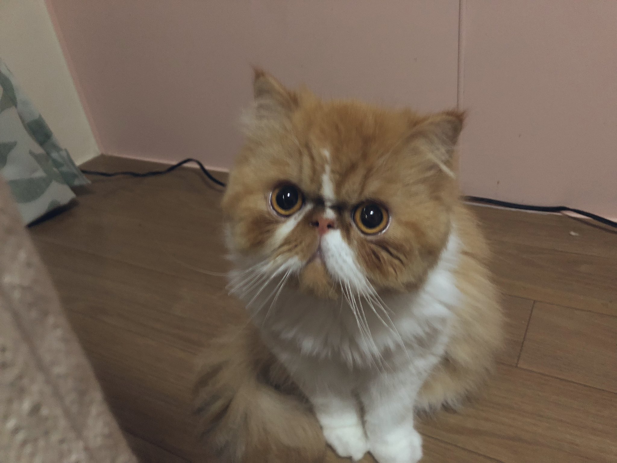 狸ちくわ君 Tanu Chikuwa Twitter