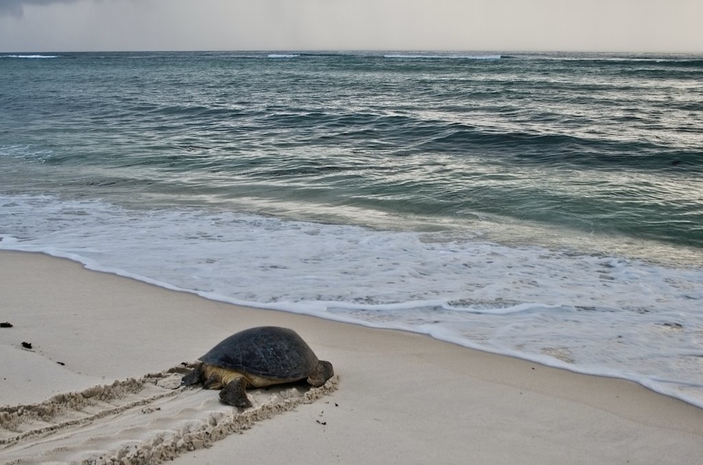 Help Protect Sea Turtles and Report Nesting Activity - mailchi.mp/ee4e3dc08e71/h…