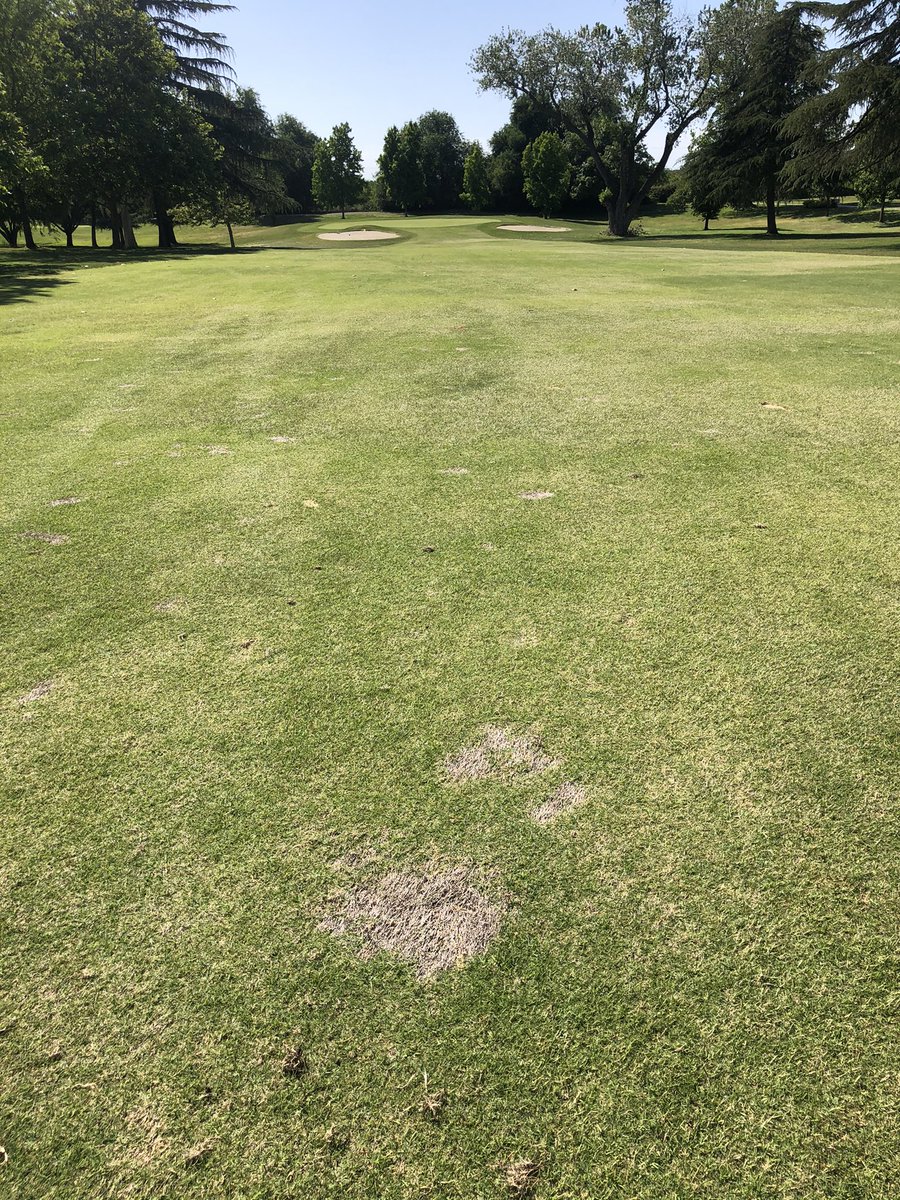 UCRturfgrass's tweet image. Calling #SpringDeadSpot trial officially over. Thanks to Dr. Clarke &amp;amp; team @RUturfCenter for IDing O. narmari as causal agent. DMI (Maxtima, Mirage SG) + SDHI (Posterity, Xzemplar) combos work well. Best standalone products include Maxtima, Posterity Forte or XT. @SNGCSA @gcsanc