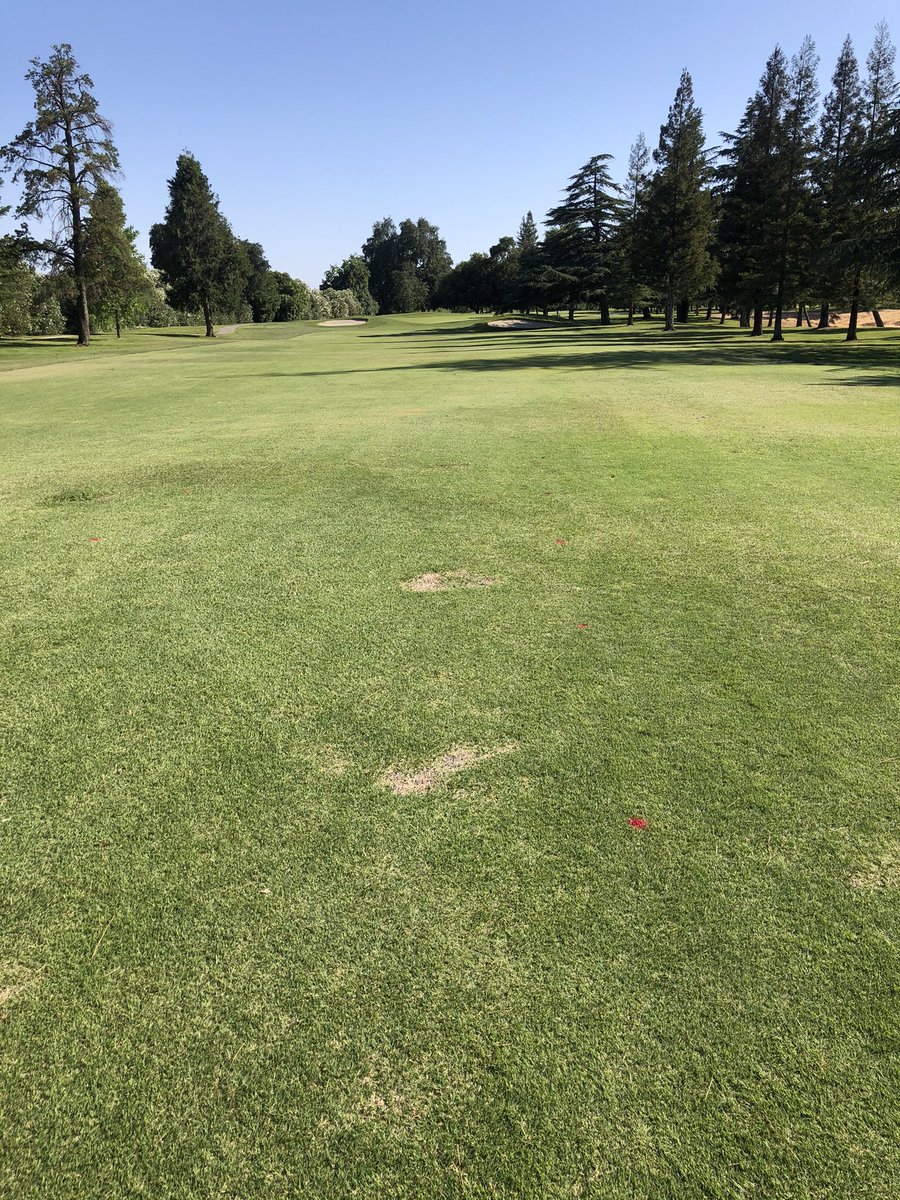 UCRturfgrass's tweet image. Calling #SpringDeadSpot trial officially over. Thanks to Dr. Clarke &amp;amp; team @RUturfCenter for IDing O. narmari as causal agent. DMI (Maxtima, Mirage SG) + SDHI (Posterity, Xzemplar) combos work well. Best standalone products include Maxtima, Posterity Forte or XT. @SNGCSA @gcsanc