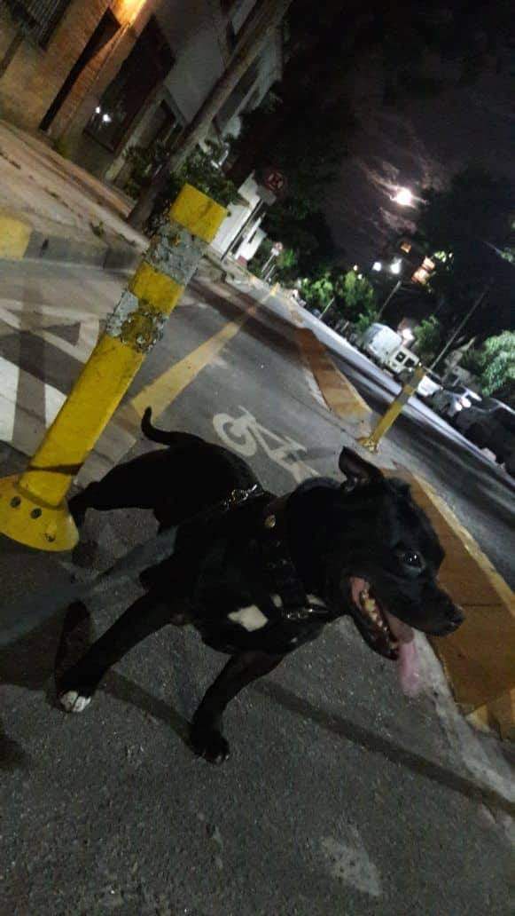 anacoronel tweet media