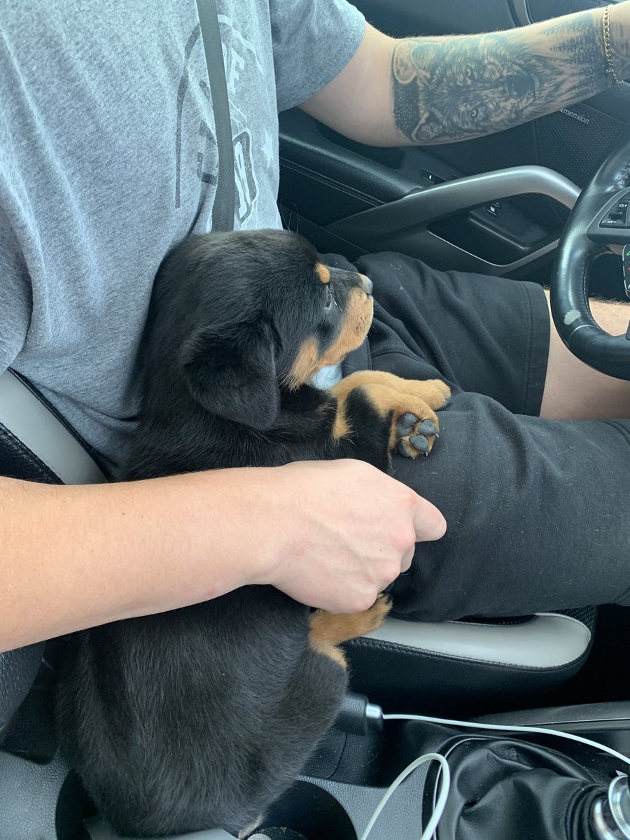 PitkinBri's tweet photo. meet our new rottie, daisy mae ✨💓 https://t.co/7uo3iBZ3Od