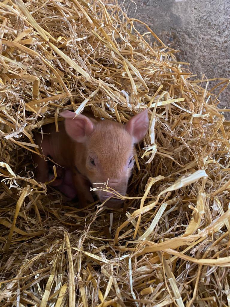 A new arrival at the farm. How to convince him that a house of straw may not be the best investment?