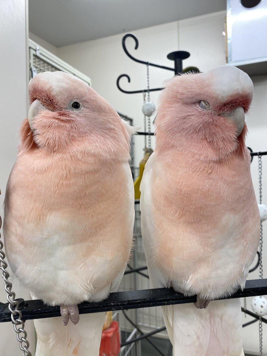 鳥カフェ！癒し😌💓