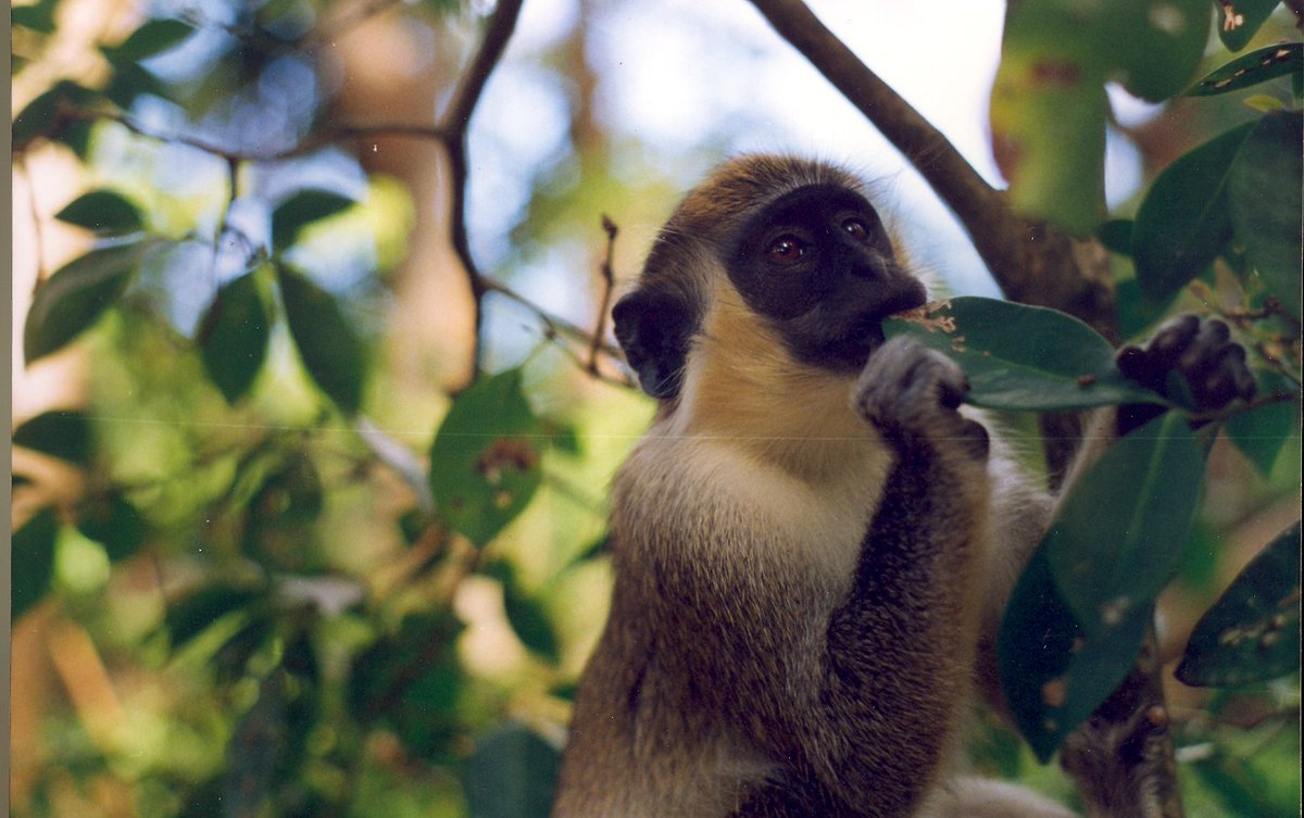 Free-living African green monkey; credit: Cruelty Free International