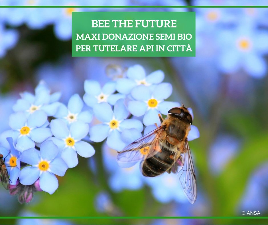 Ansa_TerraGusto's tweet photo. In occasione del #WorldBeeDay, #BeetheFuture si arricchisce: riparte dalle cittร il progetto che vede insieme @EatalyIT, @SlowFoodItaly E #Arcoiris, con l'obiettivo di donare almeno 10 milioni di #semi #biologici in tre anni.
#ANSATerraGusto
โก https://t.co/CmdMaFy06p https://t.co/009uXTTWEi