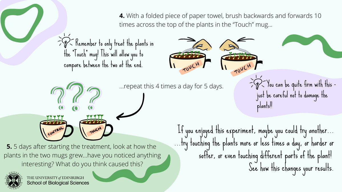 InstMolPlantSci's tweet photo. Calling all #youngscientists. How do plants react when you touch them. Find out with this simple experiment and let us know how you get on *Please ask the help of an adult* @weeunicorns @SciennesPS @TollcrossP @LivingstoneEN4 @PrestonfieldPS @prestonstps @PlantDay18May https://t.co/y549lLtIUn