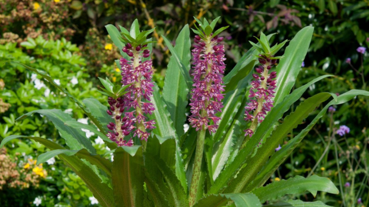 Reminiscent of pineapple fruit, Eucomis Aloha Lillt Leia will produce sturdy spikes packed full of purple-crimson flowers on short stems throughout the summer months. Highly fragrant and nectar-rich they are a good choice for attracting bees to the garden.