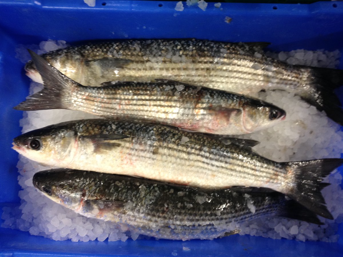 Veltman Vis Service tweet media