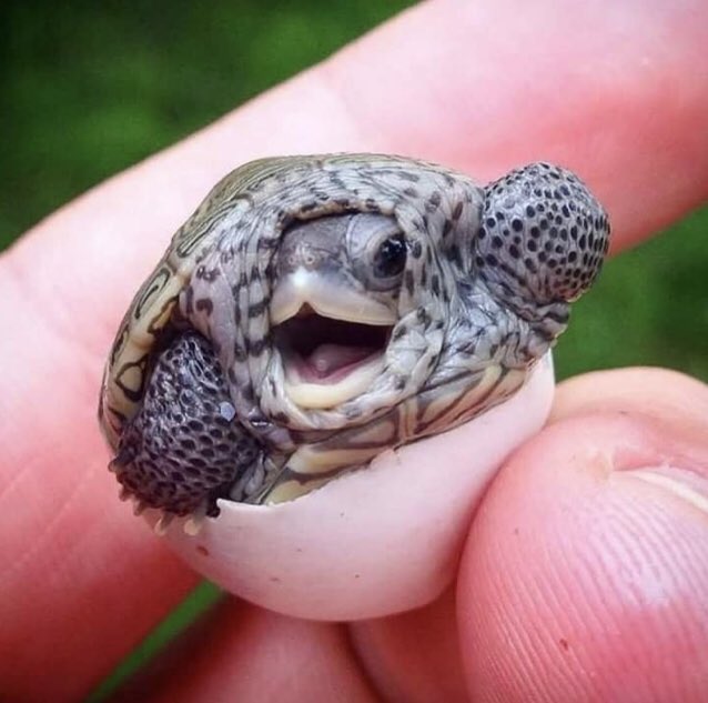u10430282's tweet photo. Look at this little guy 🥰  #Rescue #SaveTheTurtles #SaveTheOcean #HelpingOut #Turtles https://t.co/hNhpaNJltD