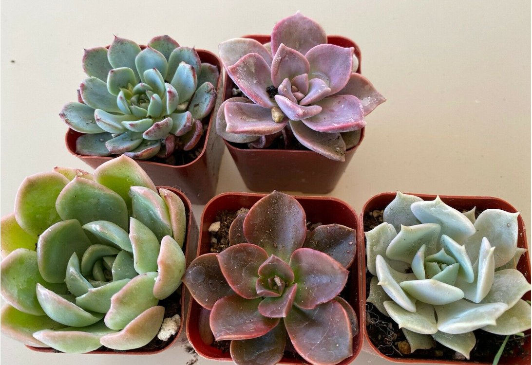 The Next Gardener tweet media