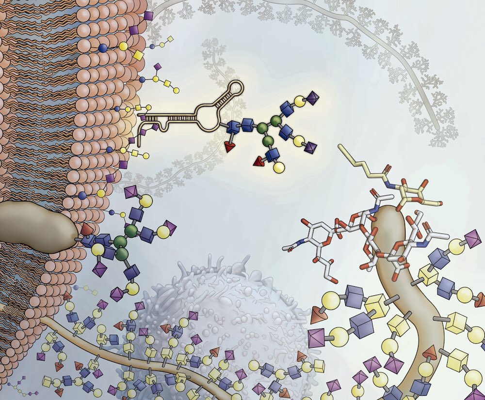 Moleküler biyolojide çığır açacak bir buluş: Hücre yüzeyinde glycoRNA molekülleri !!
Bilimden anlamayanlar “mRNA aşısı ıyyy pissss eeee tüü kaka” desinler, bilim insanları hayatın sırlarını çözüyor!
#yaşasınbilim 
cell.com/cell/fulltext/…