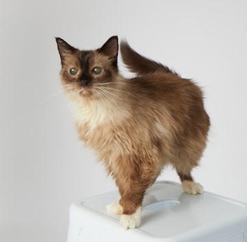 Beautiful Misty needs a temporary foster home in the L.A. area from May 22 - 30, while her regular foster is out of town. She's a sweet, affectionate senior who would prefer a home without other cats. Find out more at muchlove.org/pet/misty-2/ #adopt #rescue #foster