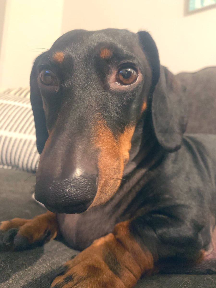 katelawnnn's tweet photo. Arlo’s also a little traumatized so thanks for that, voiceover dude. Now I gotta deal with this. https://t.co/xPOVDbC7wt