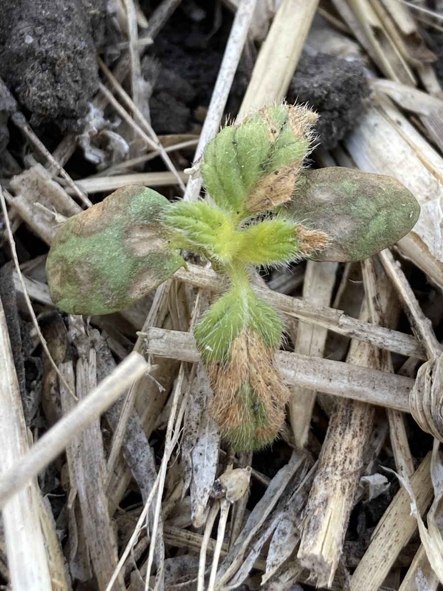 LeightonBlashko's tweet photo. Guess that’s why they call it #Smoulder Only 4 Days after application New for 2022 from @BASFAgSolutions #preseed #herbicide #preburn #keepyourcerealsweedfree https://t.co/OHSn5oS4A3