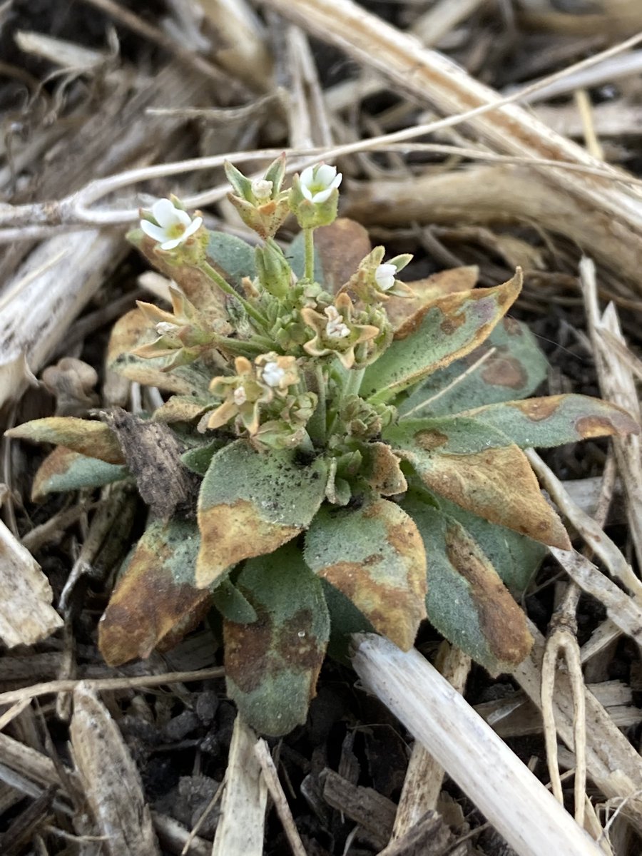 LeightonBlashko's tweet photo. Guess that’s why they call it #Smoulder Only 4 Days after application New for 2022 from @BASFAgSolutions #preseed #herbicide #preburn #keepyourcerealsweedfree https://t.co/OHSn5oS4A3