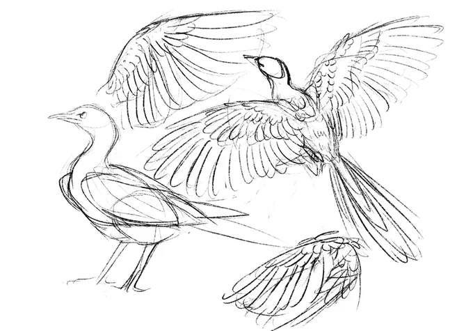 鳥っぽいもの考らくがき 