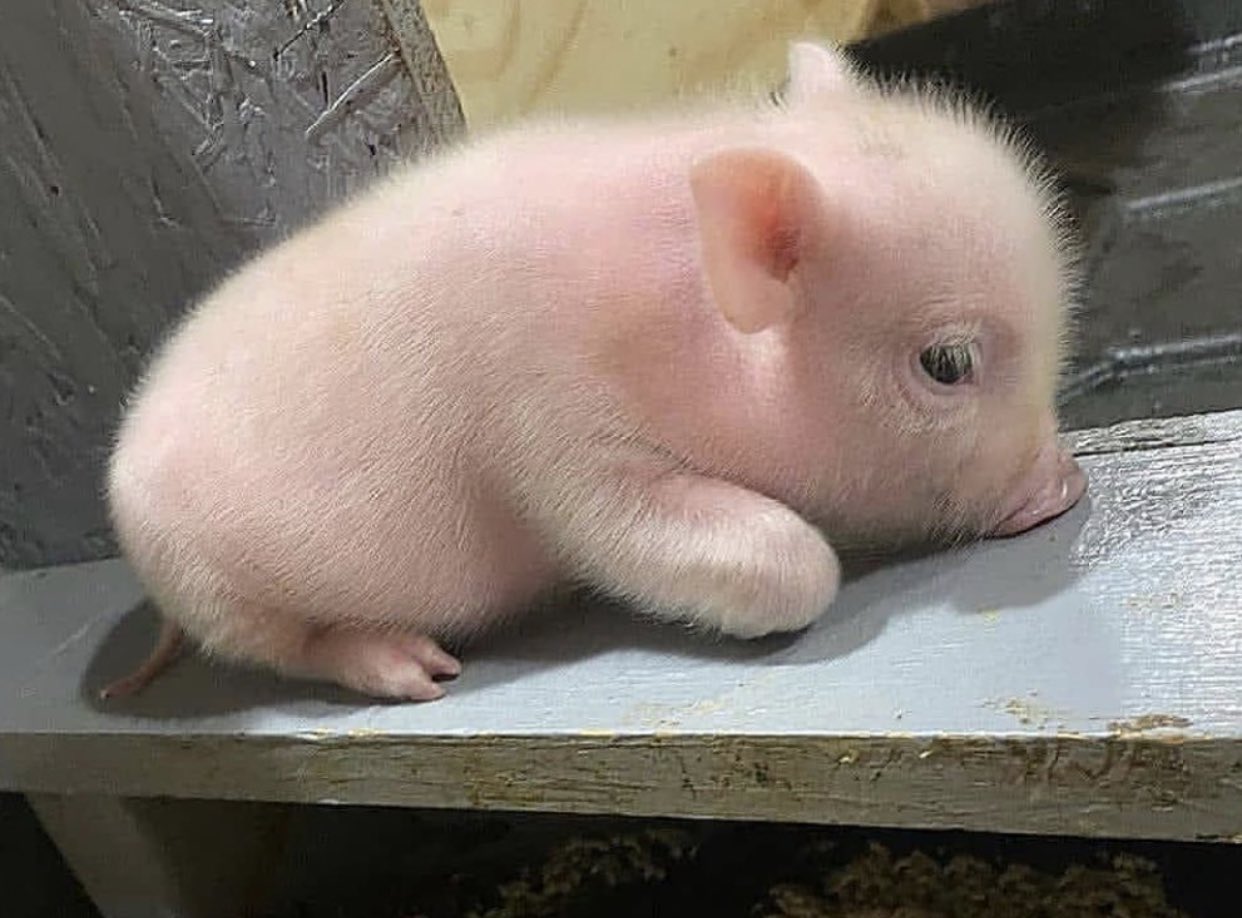 Lil pig clearance