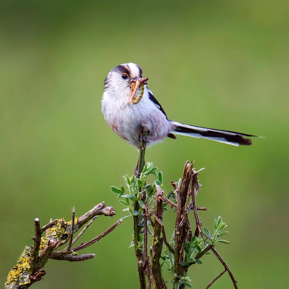 Staartmees met avondmaaltje🐛
#staartmees #staartmeesjes #longtailedtit #schwanzmeise 
#vogelspotten #natuurbeleving #birdwatching #birdphotography #vogelfotografie #birds #vogels