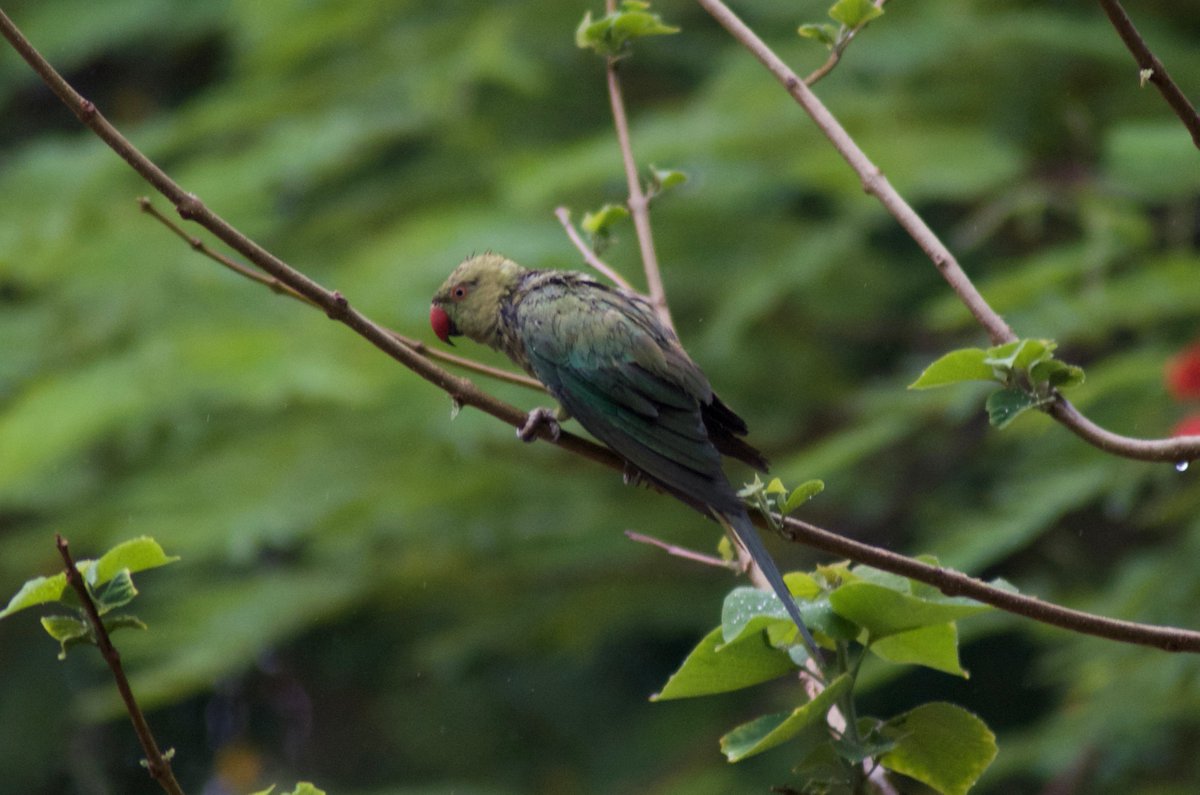 PauraviVarde's tweet photo. Before we get severely hit by #CycloneTauktae ,sharing some visuals from our backyard.Feel helpless &amp; sorry for them,but confess-I love their drenched looks! #birdwatching #IndiAves #Luv4wilds @WorldofWilds @Avibase #TwitterNatureCommunity #Nikon #NaturePhotography  #Ahmedabad https://t.co/PxoL4Og8ib