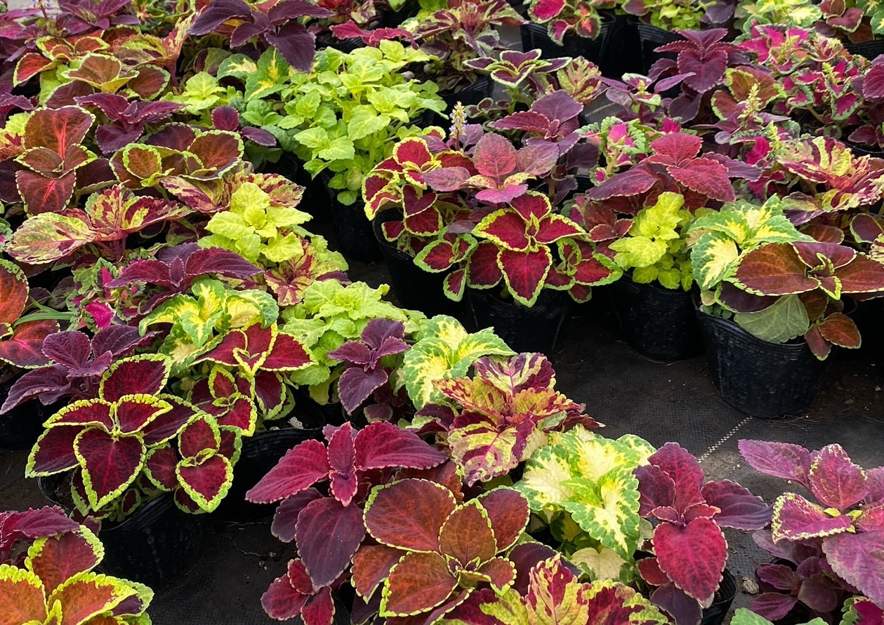 見沼区役所広報 区役所前花壇に植える花 を選びに花農家さんに行ってきました 写真の花は ジニア 別名 百日草 花の咲く時期がとても長いことからそう呼ばれているそうです カラフルな葉を楽しむ コリウス と合わせて 夏の花壇のイメージが出来