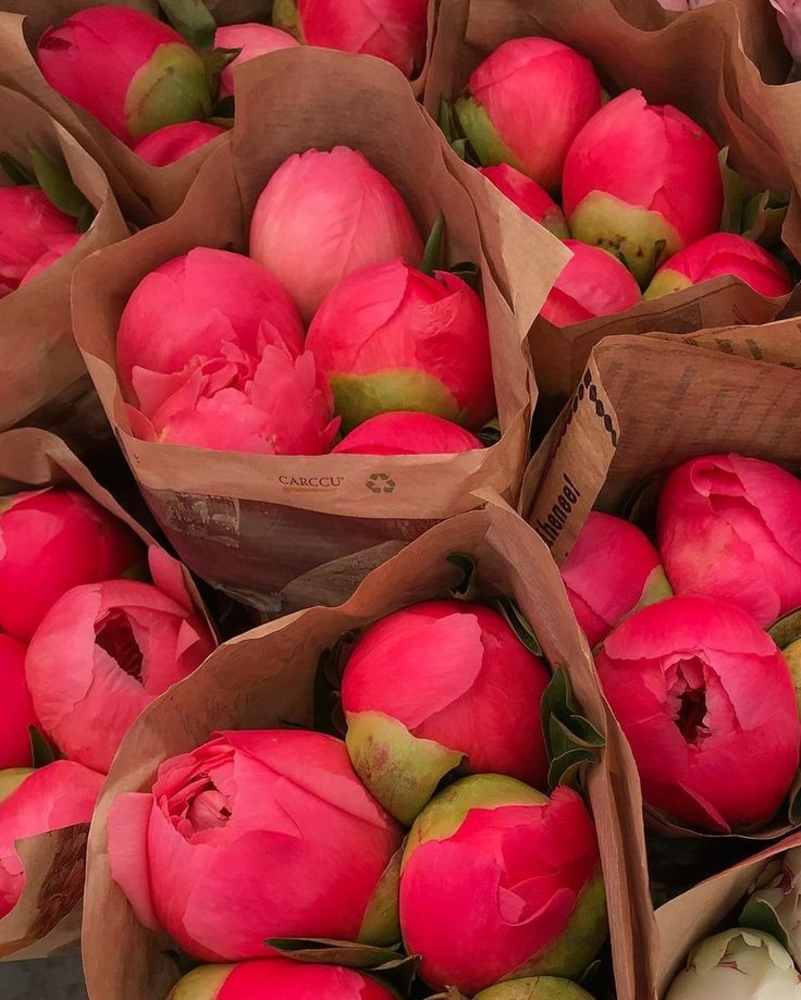 maybeeevirgo's tweet photo. peonies and tulips https://t.co/xp8T548IRz