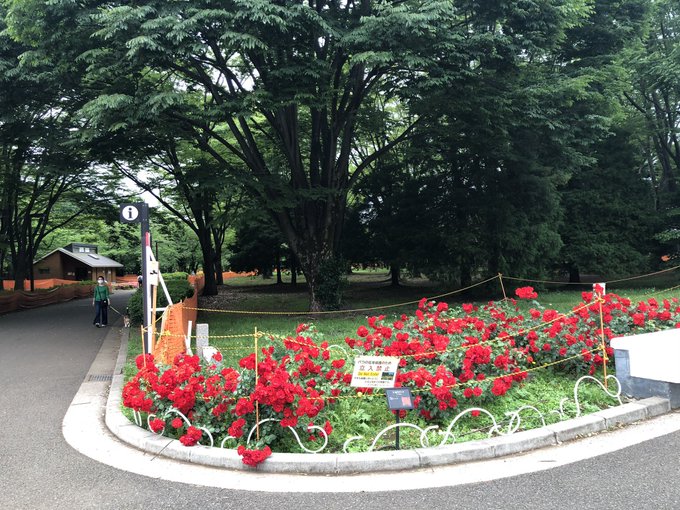 速報 代々木公園のパブリックビューイングを中止 ワクチン接種会場へ転用 剪定が予定されていた まとめダネ