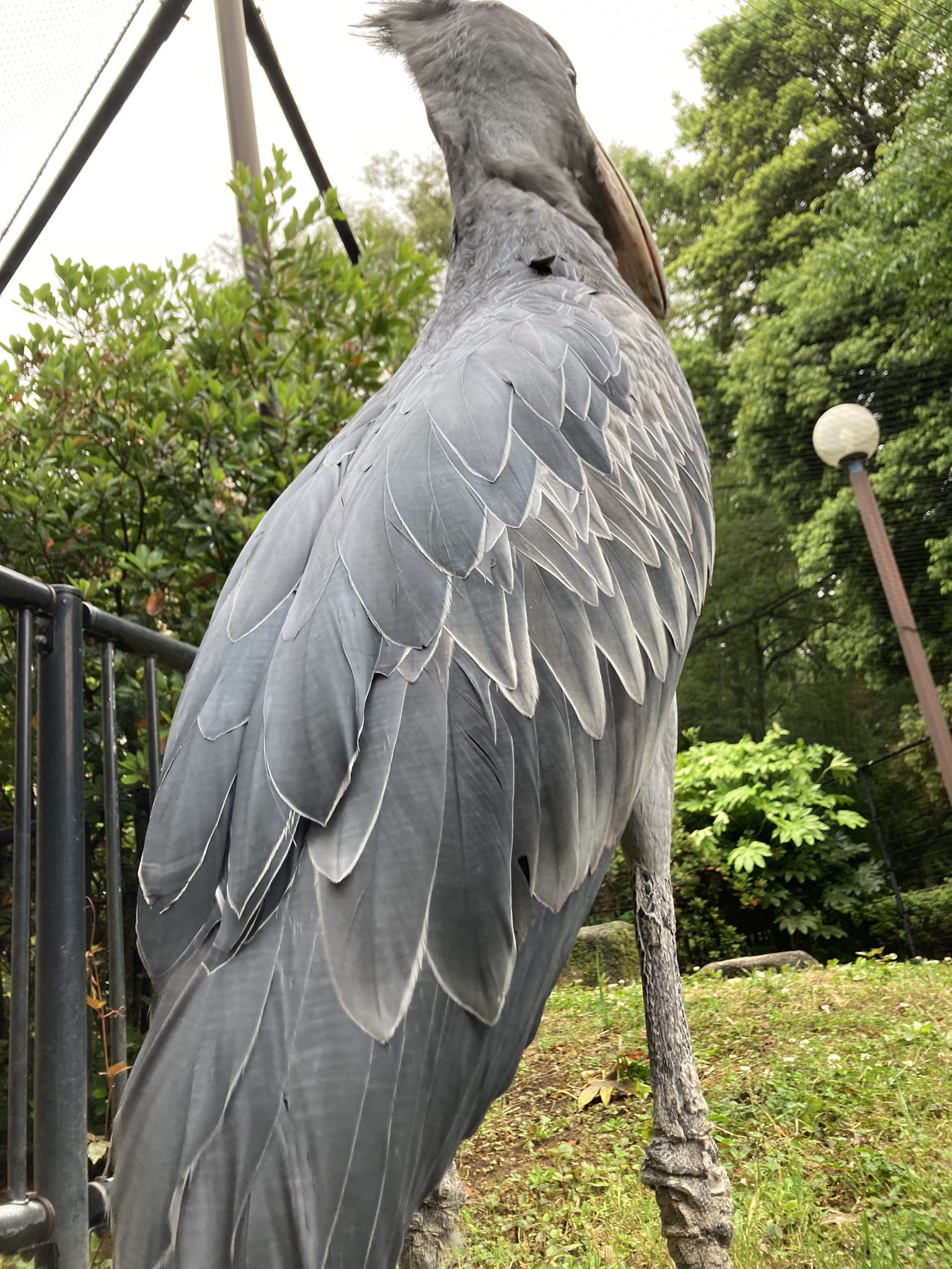 千葉市動物公園 公式 ハシビロコウを 右後方下から 動かないことで有名な種ですが もちろん 立派な羽根を広げて飛ぶこともできます 獣 360度ハシビロコウ しずか 千葉市動物公園 T Co Ficbrvhisk Twitter 千葉市動物公園 公式 ハシビロコウを 右後方下から 動かないことで有名な種ですが もちろん 立派な羽根を広げて飛ぶこともできます 獣 360度ハシビロコウ しずか 千葉市動物公園 T Co Ficbrvhisk Twitter