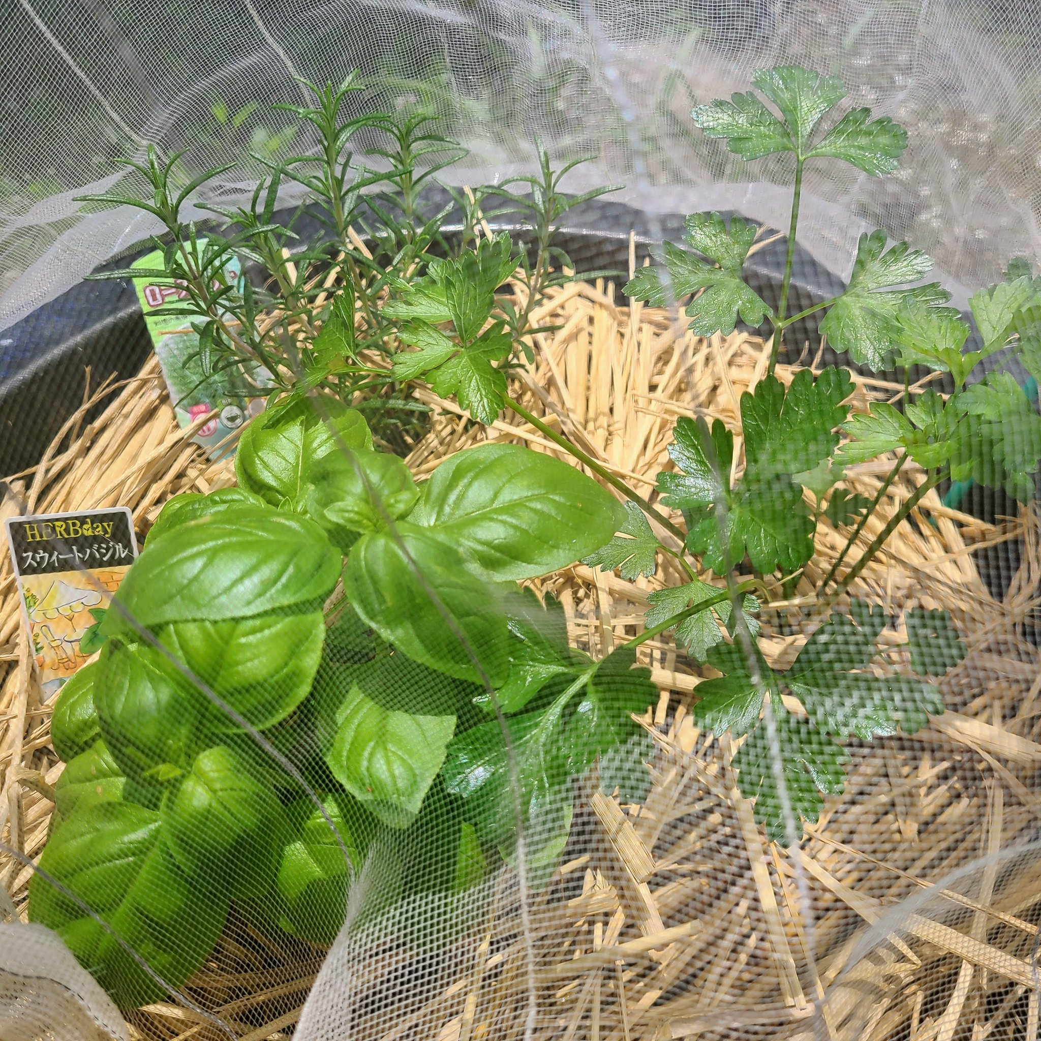 信州発 家庭菜園 Q S Natural Garden ハーブ の寄せ植えに挑戦 よく使う３種類にしてみました イタリアンパセリ パセリ ハーブ 宮沢農園 タネのタキイ ローズマリー ミノールしみず 森戸ナーサリー スウィートバジル バジル