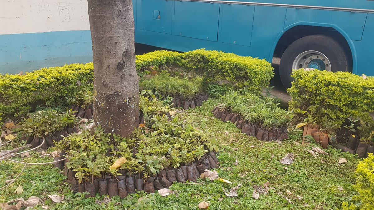 University of Nairobi (@uonbi) on Twitter photo Good Morning! It's a good day to plant trees 😊🌱. The seedlings are ready.
<a href="/KeEquityBank/">Equity Bank Kenya</a> <a href="/EduMinKenya/">Ministry of Education, Kenya (MoE)</a> <a href="/Environment_Ke/">Ministry of Environment, Climate Change & Forestry</a> <a href="/KeForestService/">Kenya Forest Service</a> <a href="/InteriorKE/">Ministry of Interior | Kenya</a>
#Treeplanting Good Morning! It's a good day to plant trees 😊🌱. The seedlings are ready.
<a href="/KeEquityBank/">Equity Bank Kenya</a> <a href="/EduMinKenya/">Ministry of Education, Kenya (MoE)</a> <a href="/Environment_Ke/">Ministry of Environment, Climate Change & Forestry</a> <a href="/KeForestService/">Kenya Forest Service</a> <a href="/InteriorKE/">Ministry of Interior | Kenya</a>
#Treeplanting