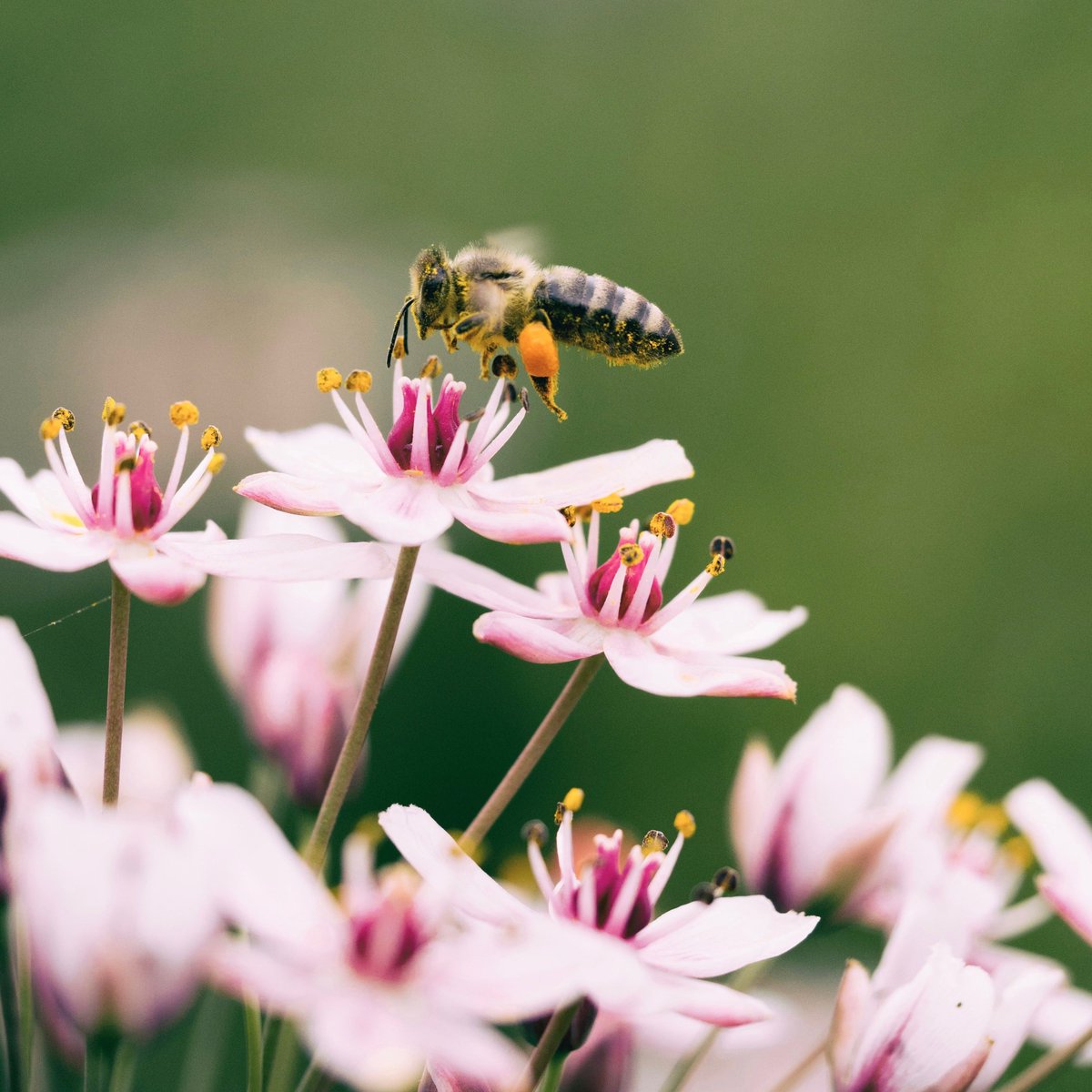 In the lead up to #WorldBeeDay 🐝, here is a quiz on our bee-autiful pollinators from @fao. Fill in the blank: without our bees &amp; pollinators, we wouldn't have ____ of our food! 🍫🍓☕🍒

A) 15%
B) 25%
C) 50%
D) 75%

#SaveTheBees #ForNature #GenerationRestoration
📸: Aaron Burden