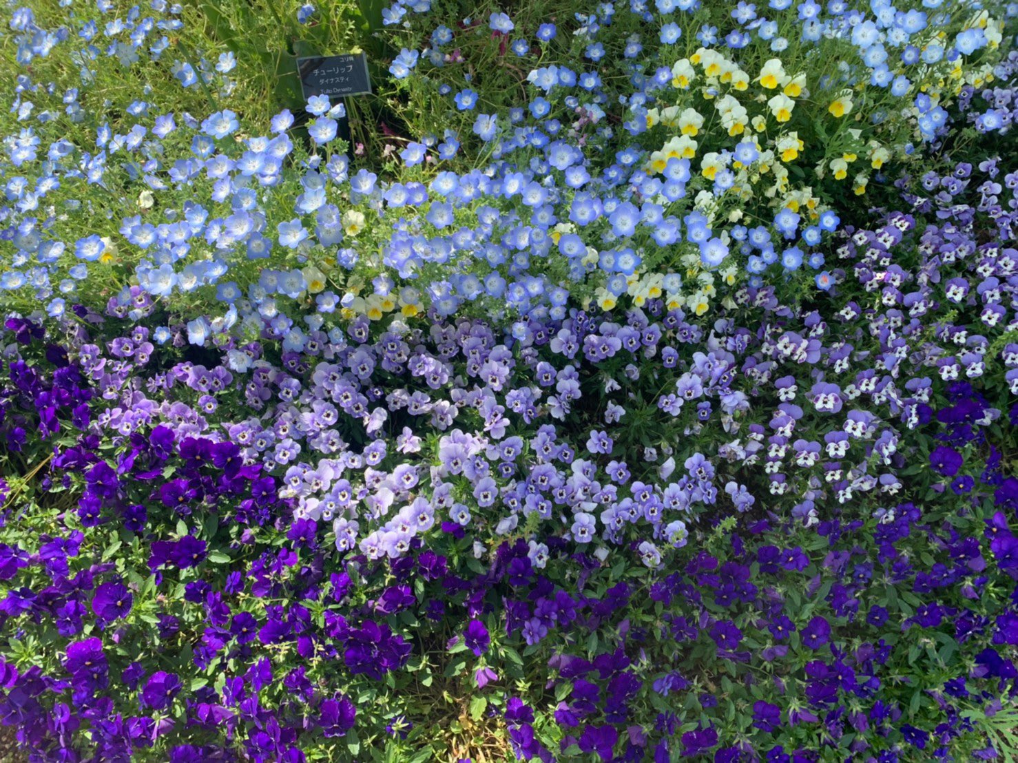 水色のお花 Twitter Search Twitter