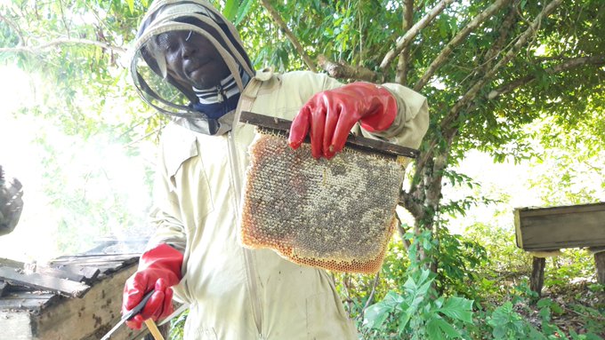 Beekeeping boost household income