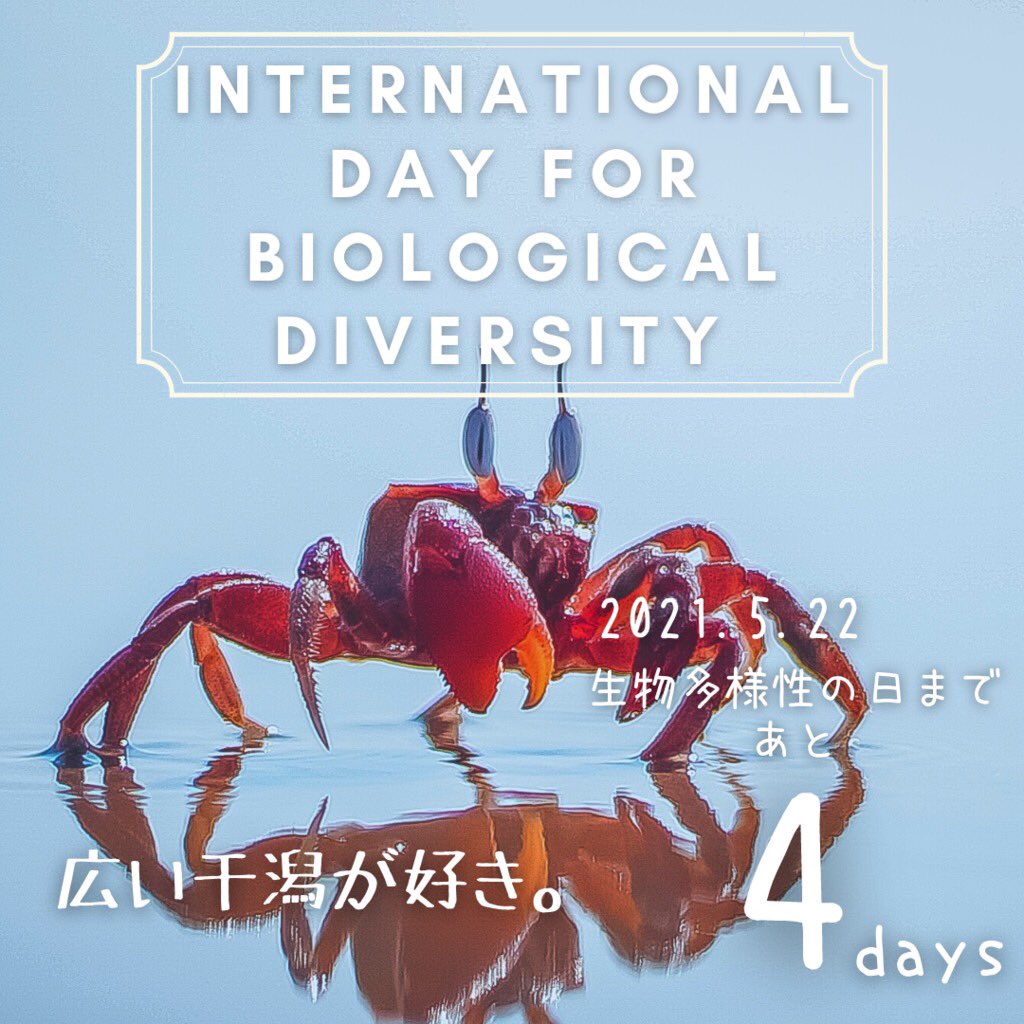 CondOcean's tweet photo. 【生物多様性の日まであと4日】

★CONDではオンラインイベントの開催と動画の公開を予定しています！

　お申込みはこちら！https://t.co/ZFXgYkVJNA

#biodiversity #BiodiversityDay #ForNature #youth4biodiversity #ChangeOurNextDecade #ユース #生物多様性 #海 #ocean https://t.co/fMOSke8nbL