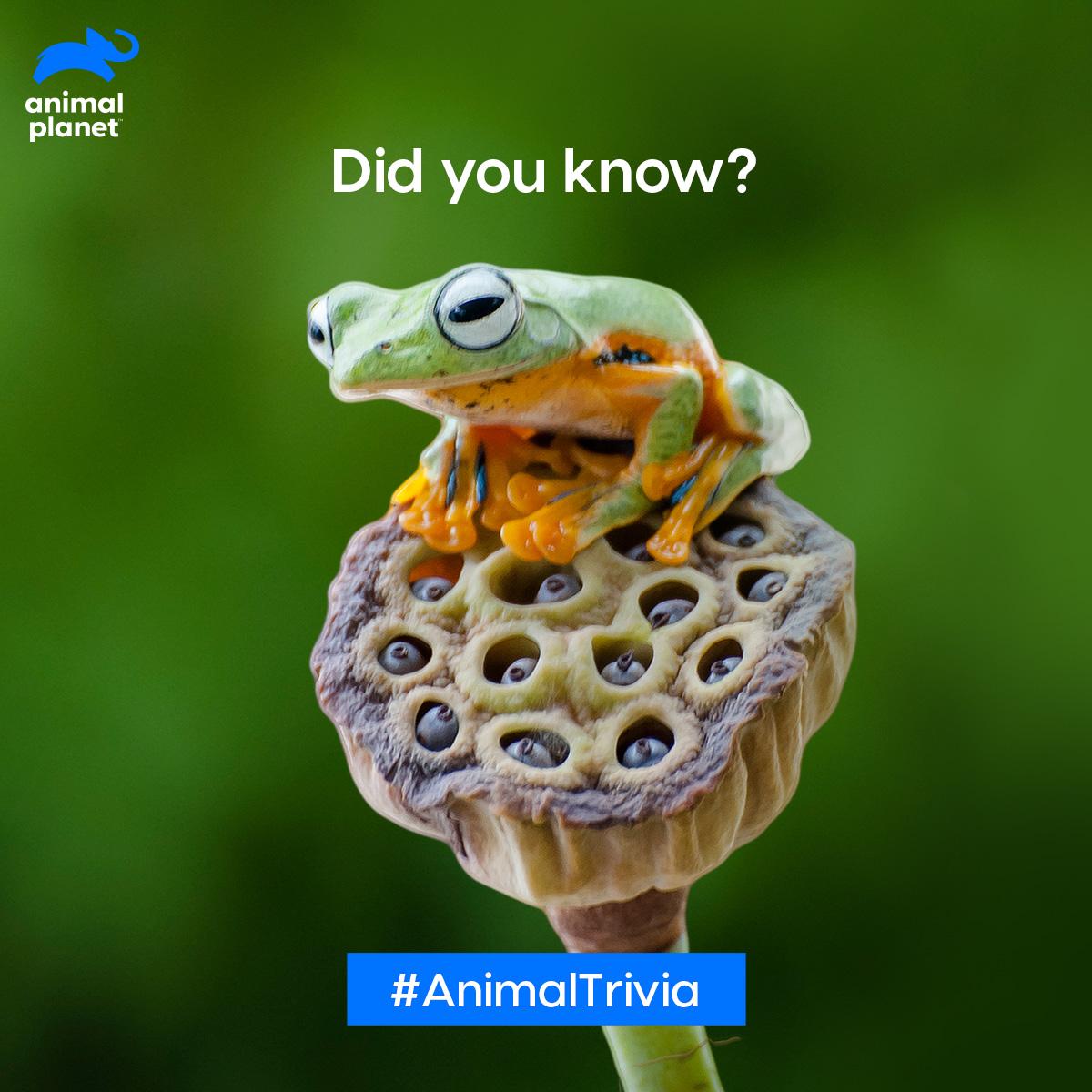 Animal Planet India on Twitter: Animal Planet India on Twitter: