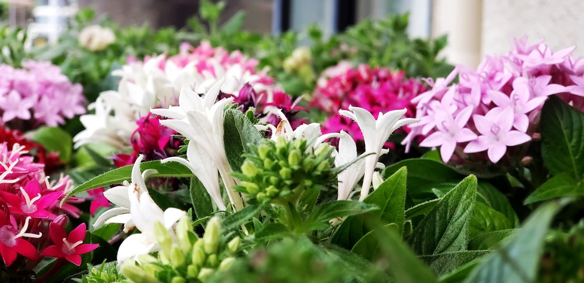 坂下園 フラワーショップ Sakashitaflower Twitter 坂下園 フラワーショップ Sakashitaflower Twitter