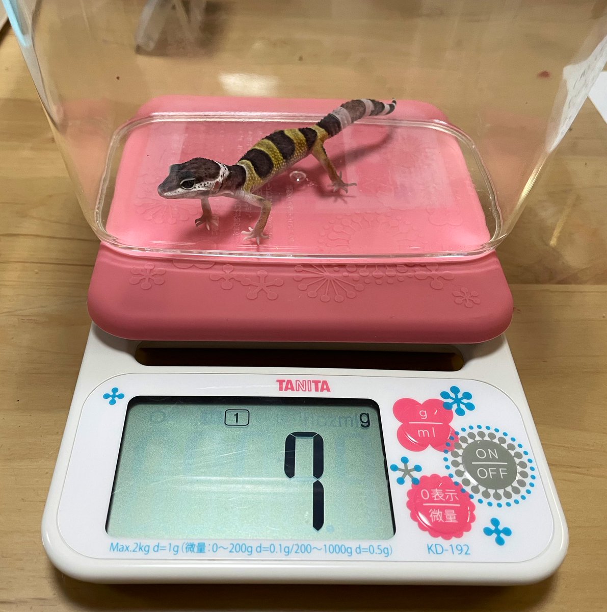 茂呂おりえ Oriexyz Twitter