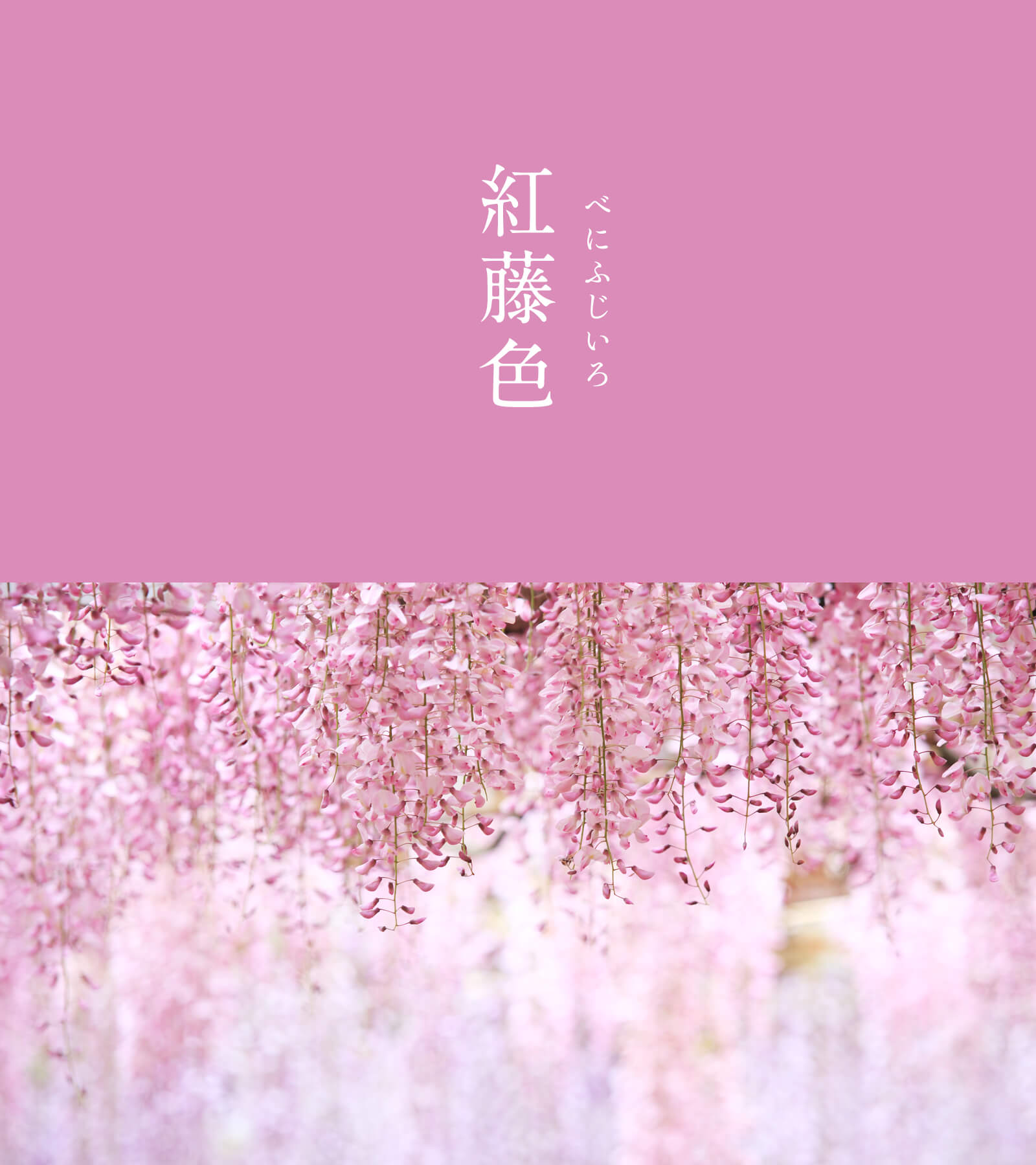暦生活 こよみせいかつ 紅藤色 べにふじいろ にっぽんのいろ わずかに紅がかった上品な藤色です 多くのバリエーションを持つ藤色ですが 紅藤色 は特に若い女性に受け入れられています 江戸時代後期の流行色です 5月のいろ にっぽんのいろ