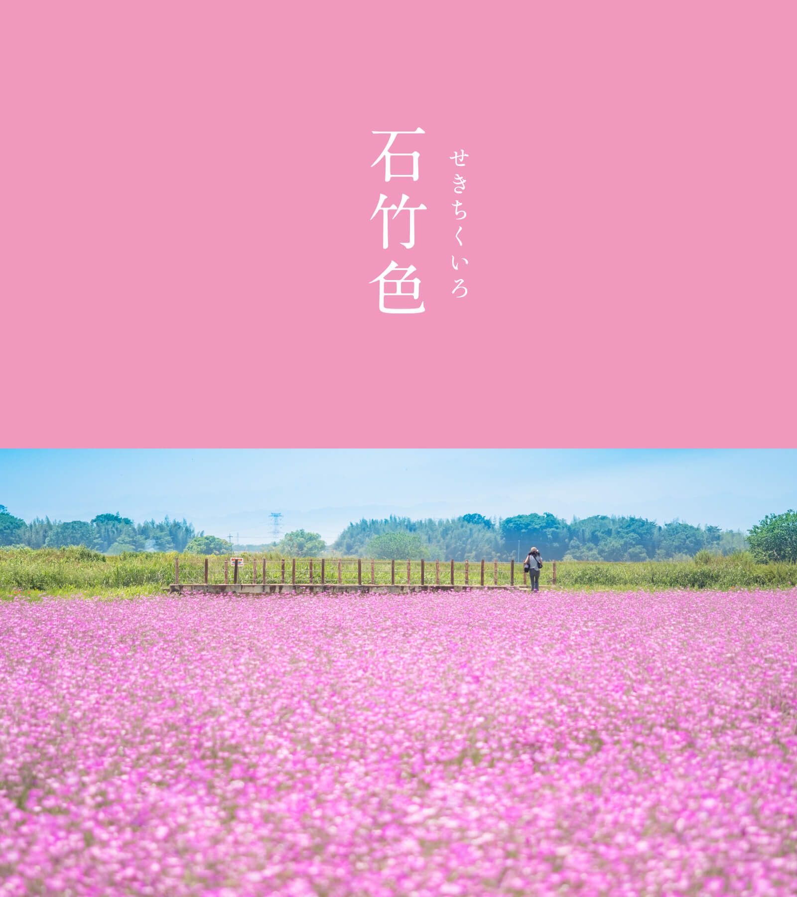 暦生活 こよみせいかつ 10周年 石竹色 せきちくいろ にっぽんのいろ セキチクは中国原産のナデシコ科の花 日本の大和撫子 やまとなでしこ に対し 唐撫子 からなでしこ といわれます 石竹色はやわらかな紅色で 見ているだけで心安らぎます