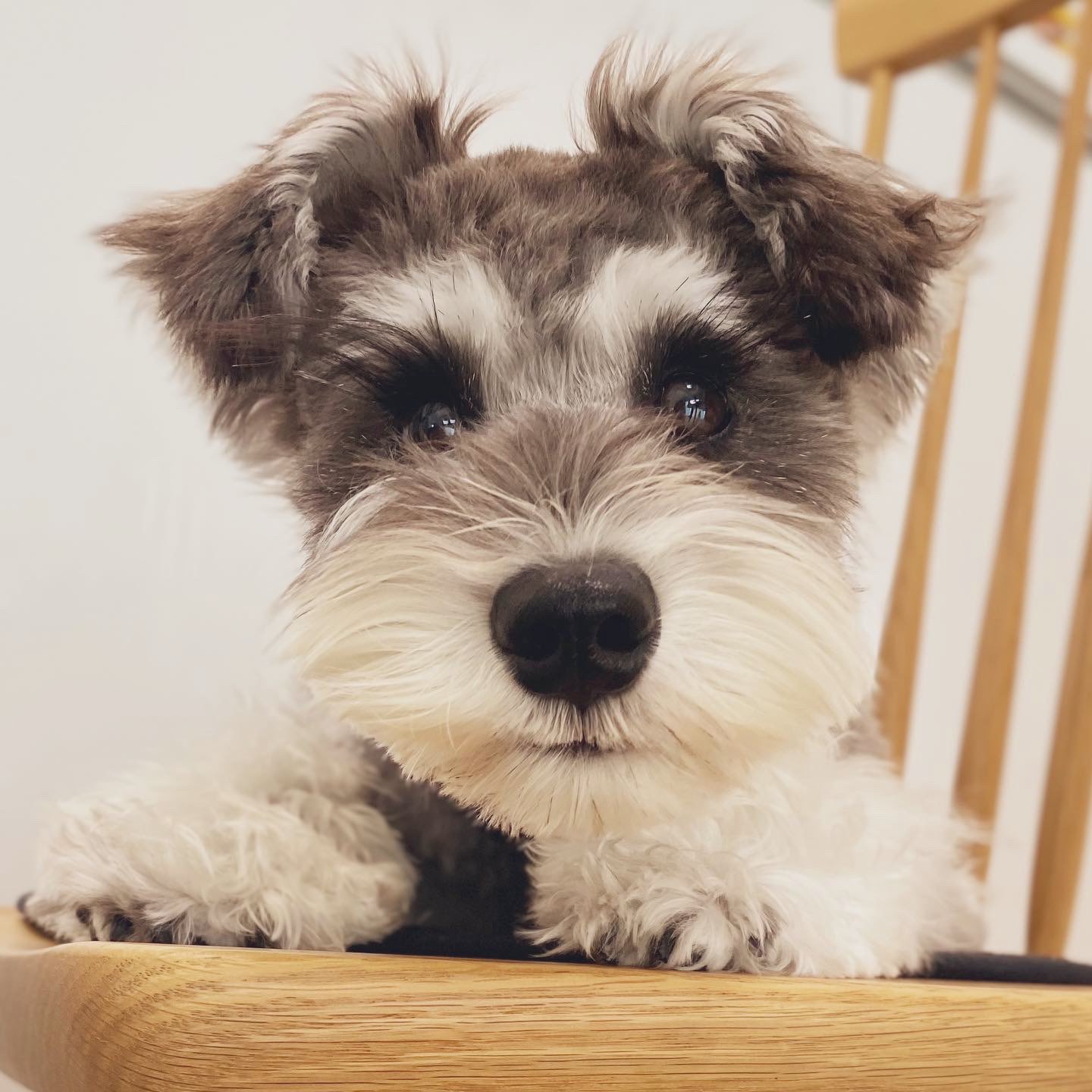ミニチュアシュナウザー テト Teto 在 Twitter 上 トリミング グルーミング シュナカット シュナウザーカット わんこ 犬 T Co Np59hmlzle Twitter