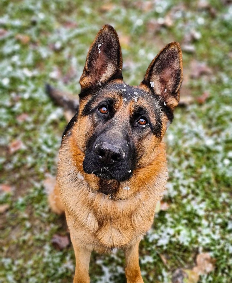 gsdduppy's tweet photo. Cute dog..

#dog
#cutegsd
#Parler https://t.co/2Zssxx6qRU
