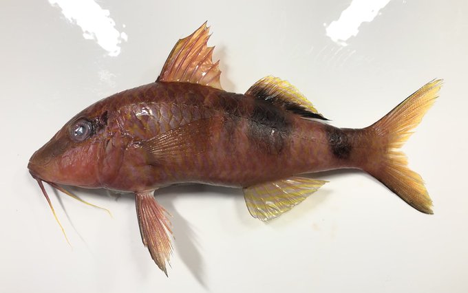 沖縄の魚のtwitterイラスト検索結果